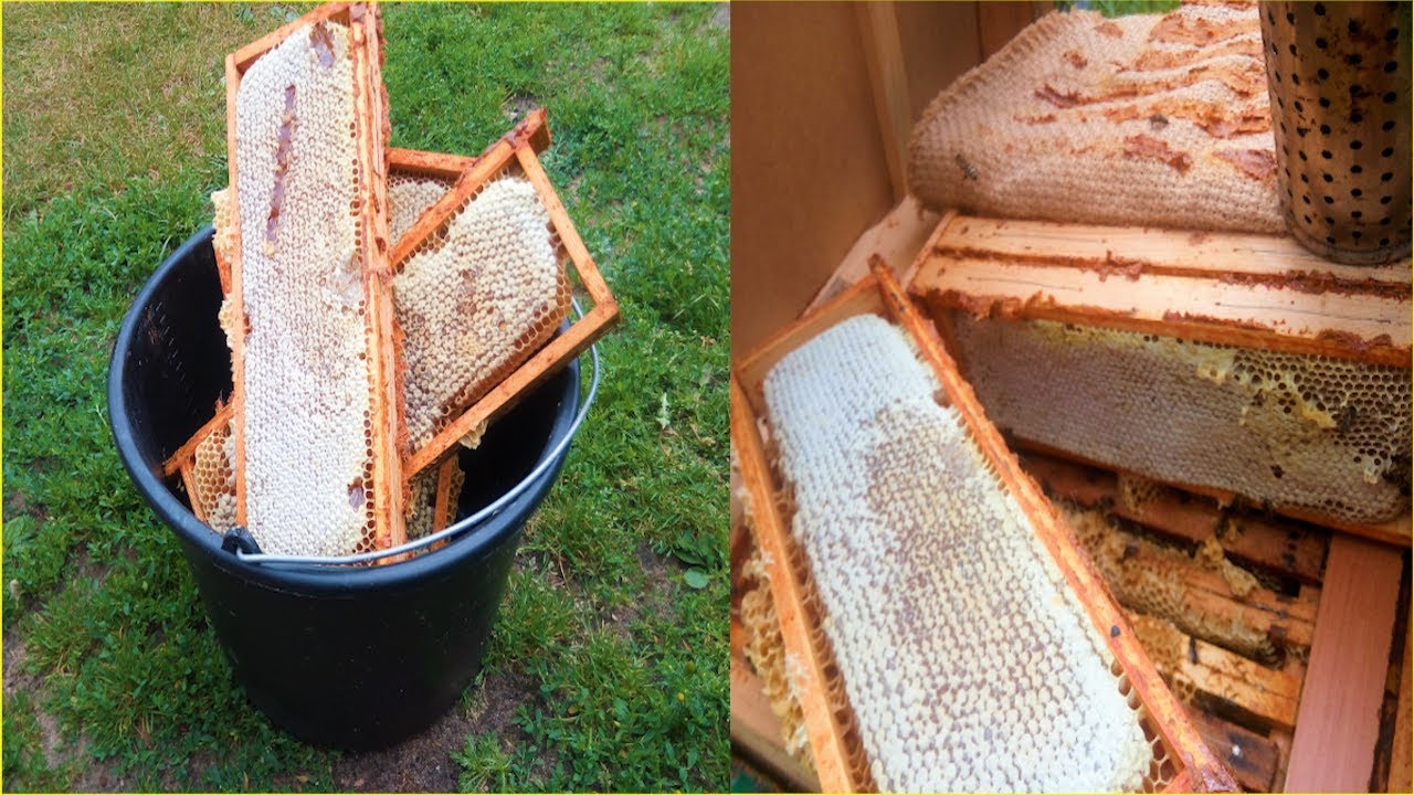 MIODOBRANIE NA MAZURACH !!! TO JEST SZOK !!! RAMKI PEŁNE MIODU