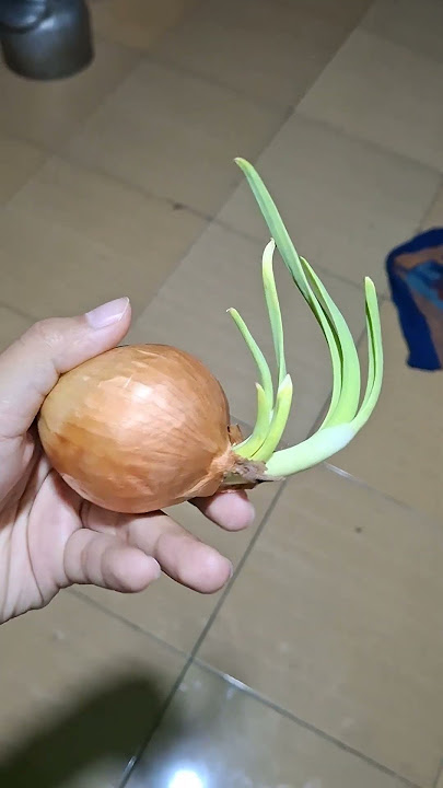 Sampe bawangnya tumbuh😭#viralvideo#shortvideo#shorts#video#fypshorts#fyp#short#videos#viralvideo#fy