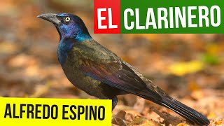 El Clarinero Alfredo Espino Jícaras Tristes Pájaros De Leyenda Alfredo Espino Poemas
