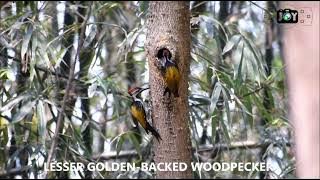 Birds in our backyard. Alan larsen - Strive... #birds #wildlife #documentary #nikon