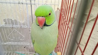 Ringneck Talking Parrot