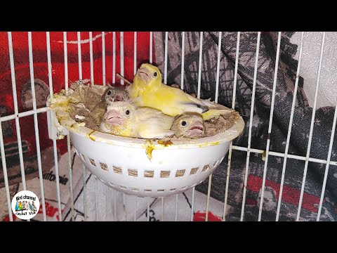 متى يبدأ وينتهي موسم التزاوج عند الكناري