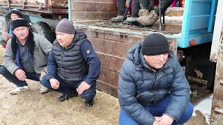 видео: 16.02.25 Қазығұрт ауданы Үшбұлақ ауылы Әлихан ұлына елден бата алу көкпар.Той иесі Сауытовтар әулеті картинка: 16.02.25 Қазығұрт ауданы Үшбұлақ ауылы Әлихан ұлына елден бата алу көкпар.Той иесі Сауытовтар әулеті