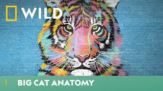 What Makes Big Cats Fierce Predators? | Big Cat Week | National Geographic Wild UK
