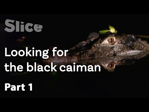 Video: Black caiman: appearance and lifestyle