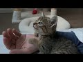 ご近所の夕飯の匂いが気になる手乗り仔猫