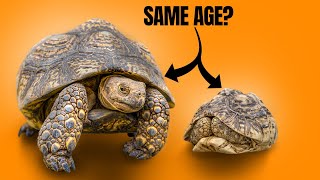 Bubbles the Tortoise Has Passed Away + Welcoming a New “Dwarf” Leopard tortoise screenshot 1