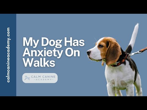 Help My Dog Has Anxiety On Walks: URBAN Edition