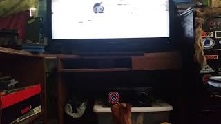 Lucky My Cat Watching Tv