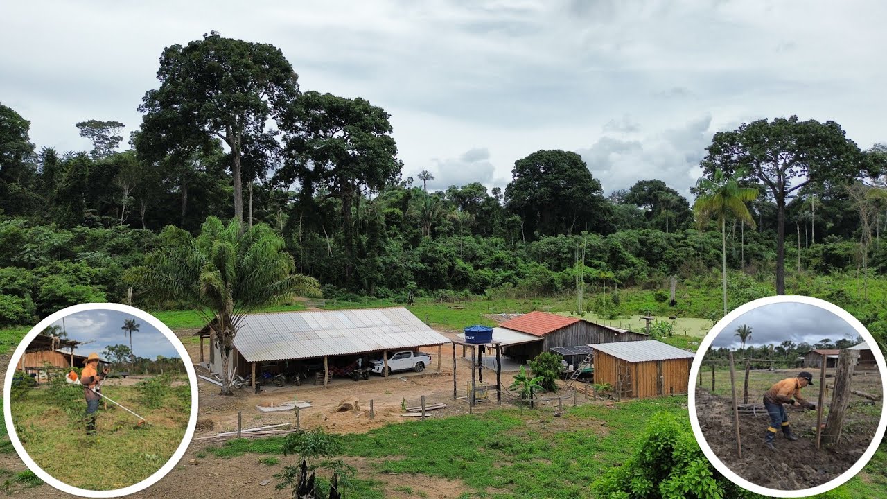 Os trabalho na Toca do SAPO continua, FIZ um cochete usei Rocadeira para limpar mandioca.