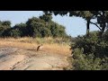 Nikon P1000 and wild griffon vulture in Spain, extreme test for extreme zoom lens