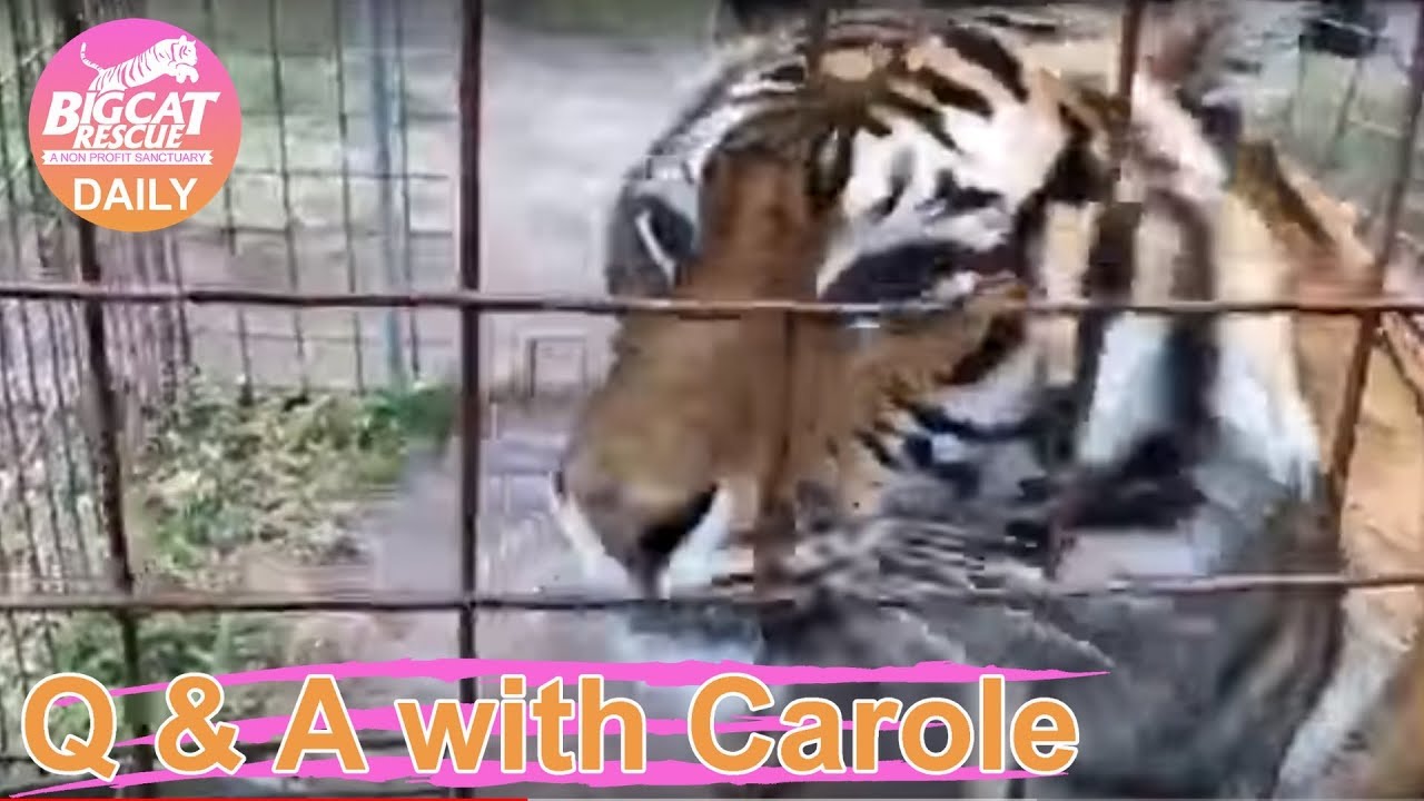 leopard print Q&A with Carole