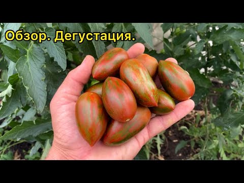 Красный камуфляж - урожайный, красивый, плотный сорт томата. Обзор.