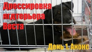 Дрессировка ягдтерьера Веста. День первый. Анонс Дрессировка ягдтерьера Веста. День первый. Анонс