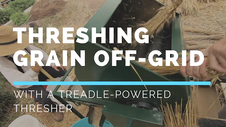 How we do Stuff: Threshing Wheat with a Treadle Thresher