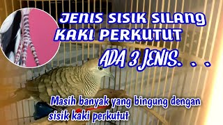 Sisik silang kaki perkutut ada tiga jenis