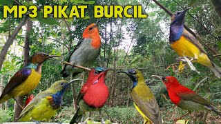 MP3 pikat burcil sogon,kemade,korlap,sepah raja pikat gacorr