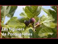 Les figues de Porquerolles