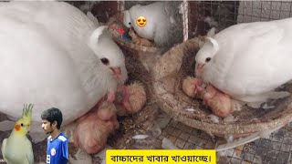 বাচ্চা পায়রাদের কীভাবে খাবার খাওয়াচ্ছে। সন্তানদের জন্য বাবা মার অনেক  ভালোবাসা।Rajib And Mini Zoo