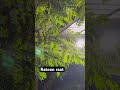 Viral nature 3.O