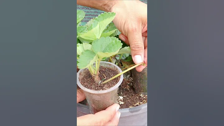 Growing strawberry at home - DayDayNews