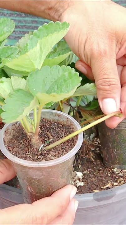 Growing strawberry at home