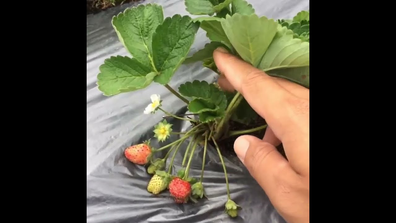 Strawberry Bisa berbuah di Daerah Panas 