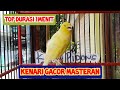 Canary Bird The Champion In The Word Kenari Gacor Top Durasi menit Habis Mabung Kicau Pidong Mp3 - Mp4 Download