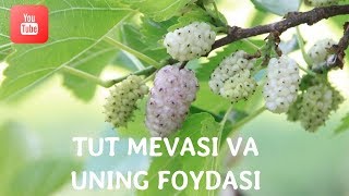 Tut mevasi va uning foydasi