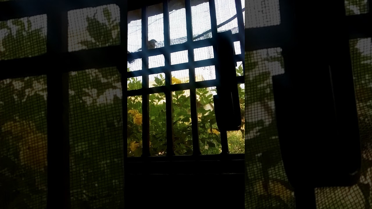 Bird saying good morning 