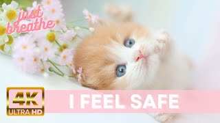 Purrr Calming Videos for Anxiety Relaxing Purring Cat Sound with Beautiful Blackbird Soothing Cats