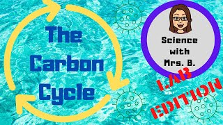 Carbon Cycle
