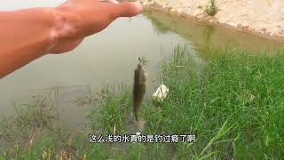 Challenge The Water Depth Of 20 Cm, And See What The Fish Will Do?