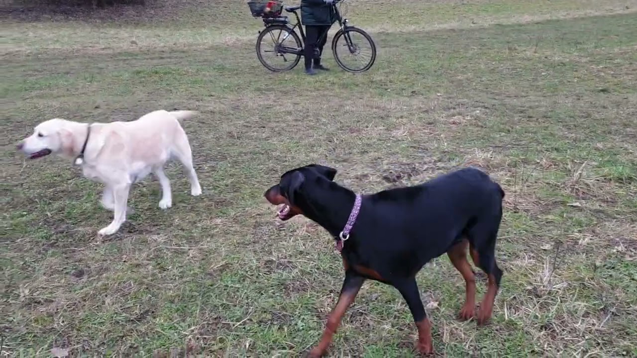 Foxi la joaca, întâlnește un monstru?! lupta pentru masculii😅🐶