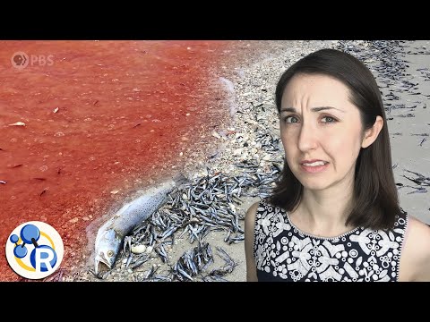 Video: Is Red Tide Schadelijk Voor Mensen? Wat Te Weten