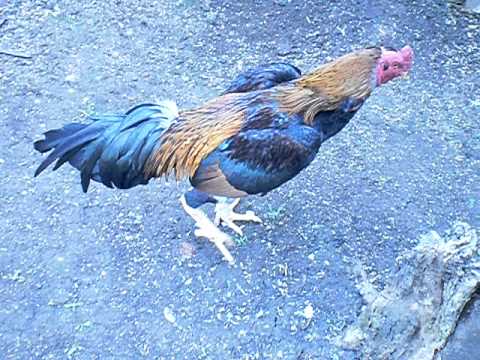galo brigando youtube