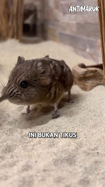 Masih kerabat gajah 🐘