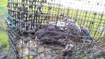 Mưu Sinh Với Nghề Đặt Lợp Ếch || Trở Về Đồng Sau Hè Chạy Toàn Ếch Cụ | frog trap || Học vlog