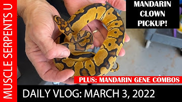 MANDARIN CLOWN BALL PYTHON PICKUP! 3-3-22