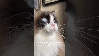 That Weird Cat Noise… Explained 😳