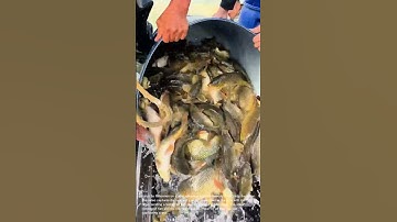 Massive Fish Harvest: Releasing a Barrel Full of Carp into the Water!