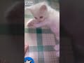 Kucing lucu anak an