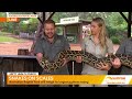 Australian Reptile Park weighs its largest python | Sunrise