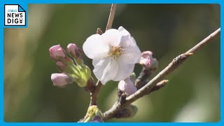 寒い3月ですが…桜前線ついに東海地方に！ 岐阜市でサクラ開花　平年より2日遅く去年より11日遅い開花