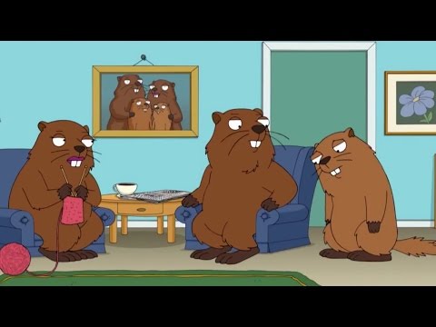 Video: Rozdiel Medzi Woodchuck A Beaver