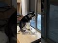 善丸くんの可愛いハプニング！モニカちゃんの上に間違えて座ってしまい、、「モニカちゃん/善丸くん」Instagram@zenmoni_husky #犬王国 #シベリアンハスキー