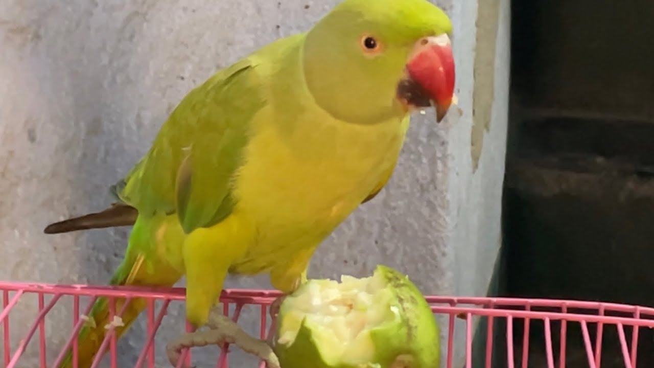 Parrot Eating Food // Parrot Video YouTube