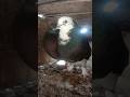 #pigeon #kabutar #birds #youtube# short# video