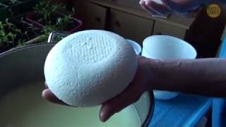 Дойка коровы по старинке