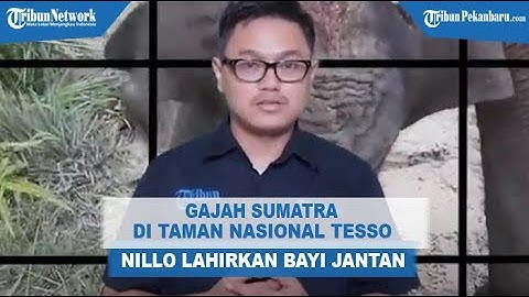 NEWS UPDATE: Gajah Sumatra Jinak Bernama Lisa di Camp TNTN Lahirkan Bayi Gajah jantan